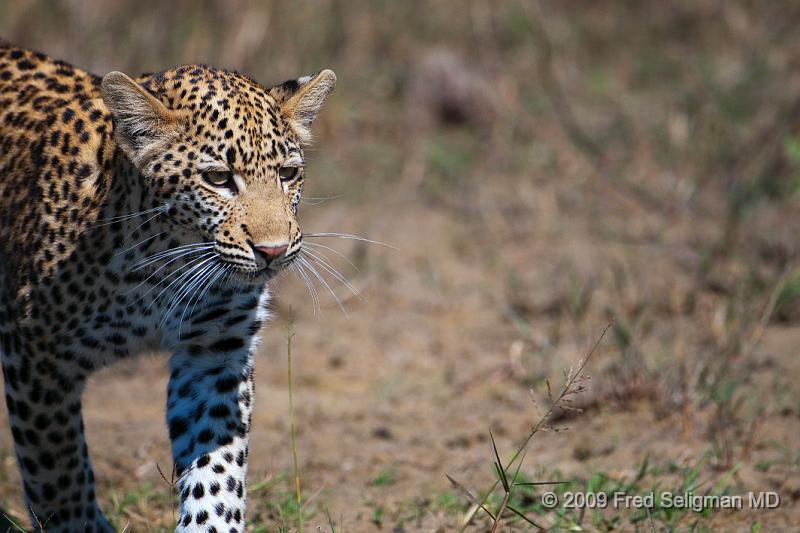 20090613_121341 D300 (3) X1.jpg - Leopard in Okavanga Delta, Botswana